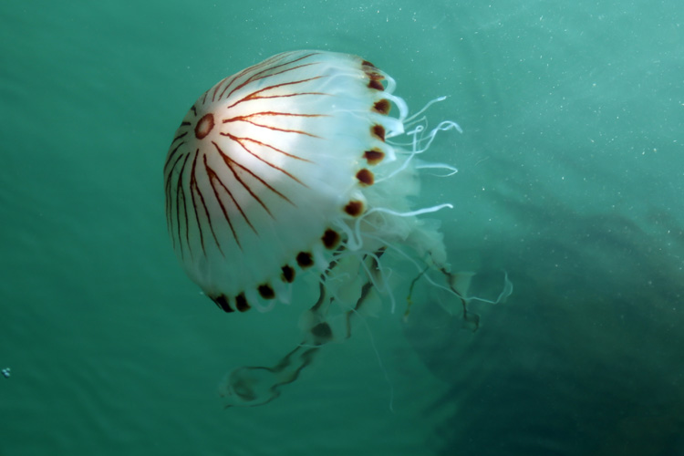 Jellyfish